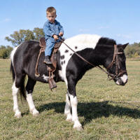 http://leighlarson.com/JPG%20Final%20Ranch%20Reed%20Pony.jpg.jpg